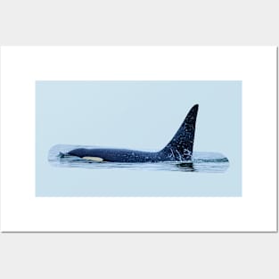 Large male Orca Posters and Art